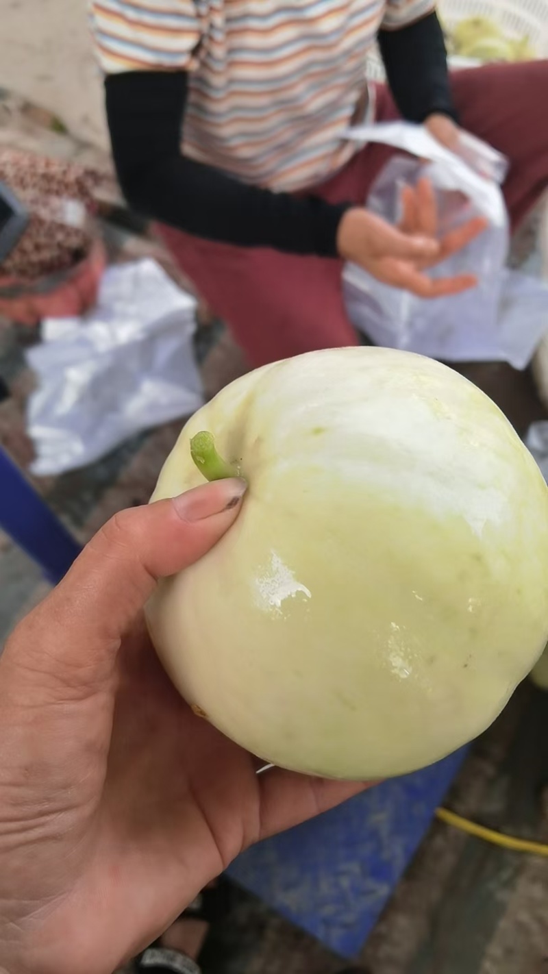 精品佳秀6西瓜甘美4K，甜瓜美浓麒麟。大量上市！