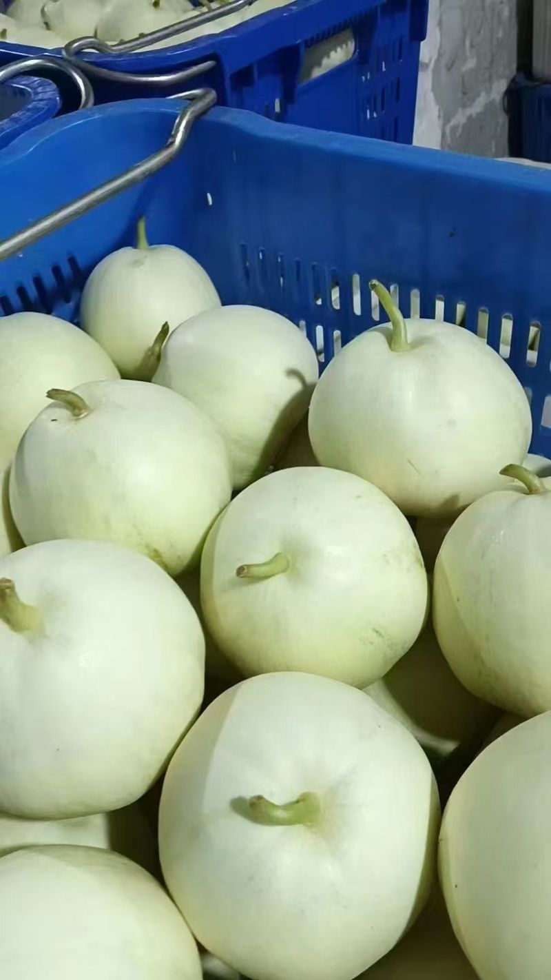 精品佳秀6西瓜甘美4K，甜瓜美浓麒麟。大量上市！