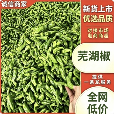 芜湖椒薄皮椒鲜辣椒新货大量有货对接市场商超