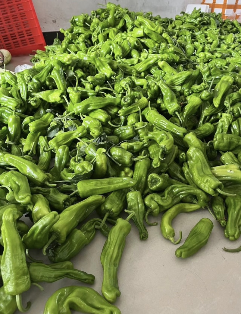芜湖椒薄皮椒鲜辣椒新货大量有货对接市场商超