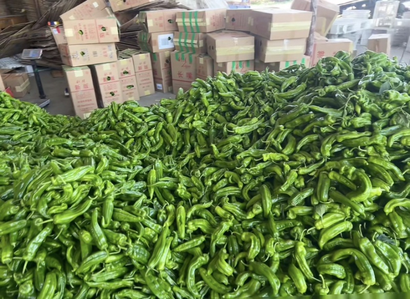 芜湖椒薄皮椒鲜辣椒新货大量有货对接市场商超