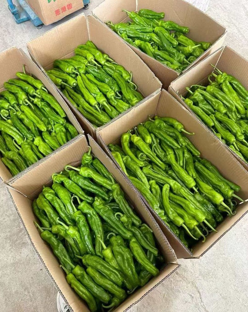 芜湖椒薄皮椒鲜辣椒新货大量有货对接市场商超