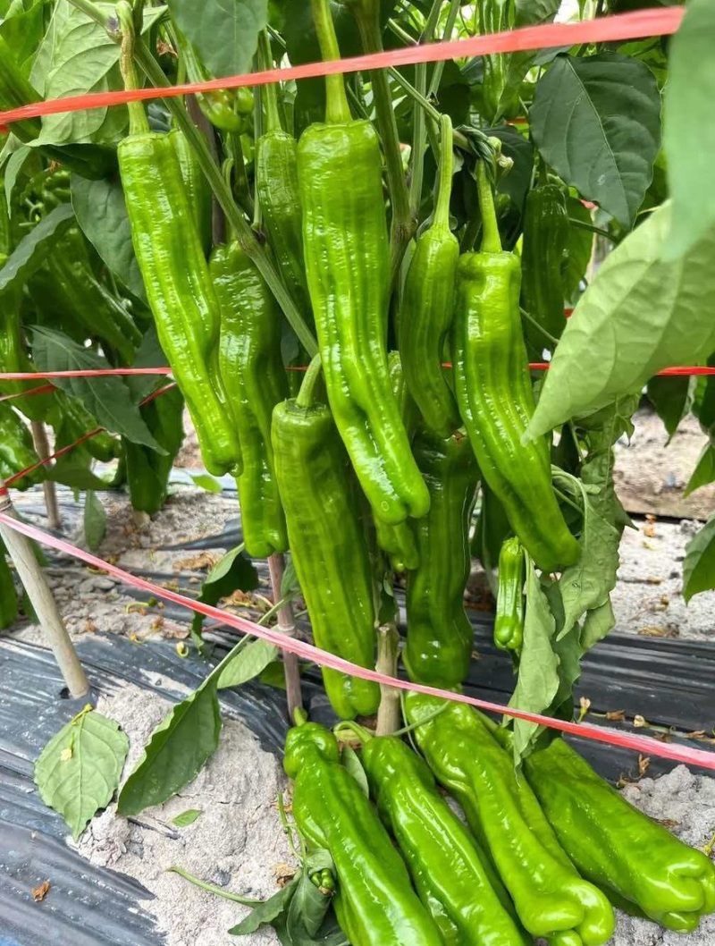 芜湖椒薄皮椒鲜辣椒新货大量有货对接市场商超