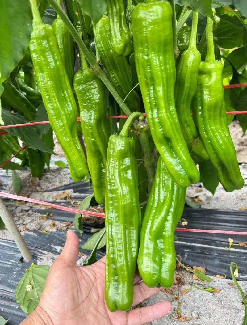 芜湖椒薄皮椒鲜辣椒新货大量有货对接市场商超