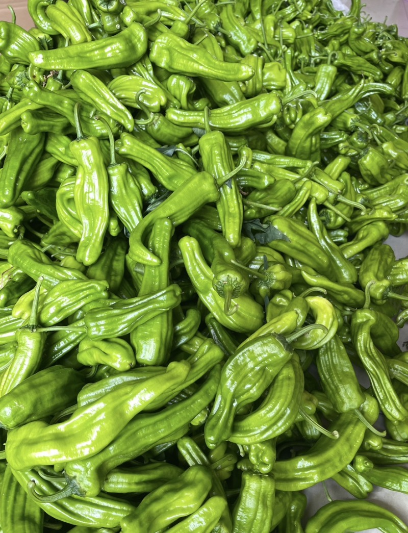 芜湖椒薄皮椒鲜辣椒新货大量有货对接市场商超