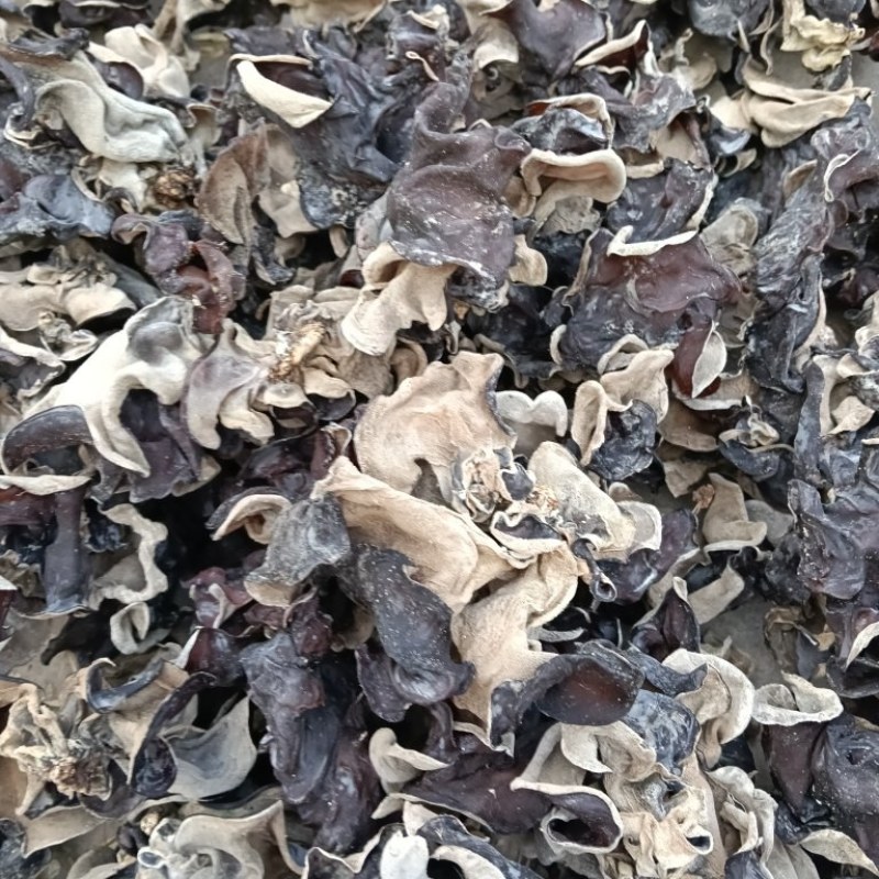 二茬毛木耳