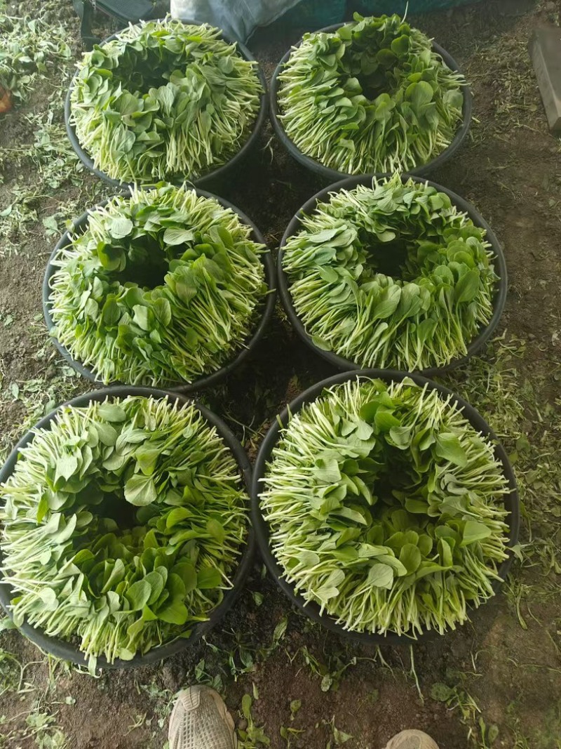 鸡毛菜，