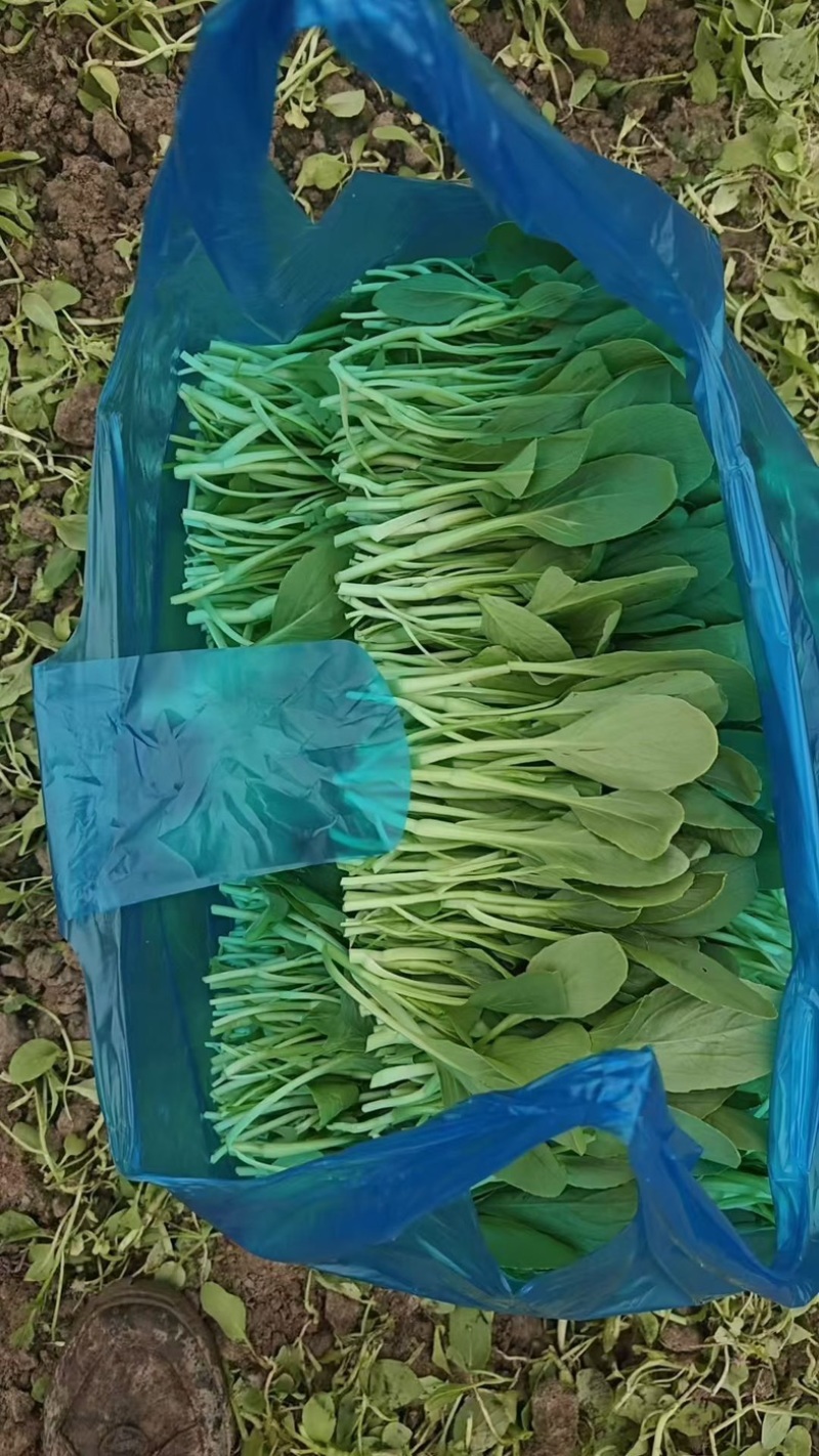 鸡毛菜，