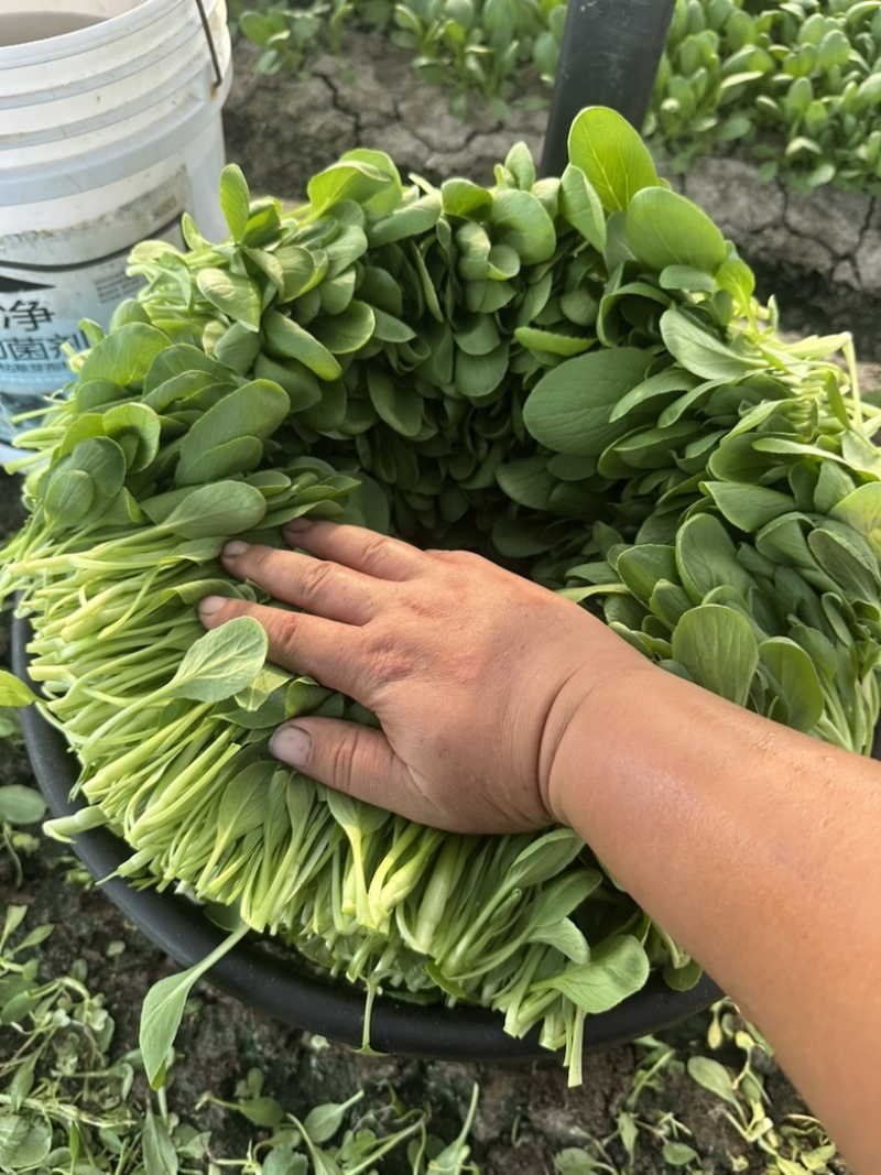 鸡毛菜，