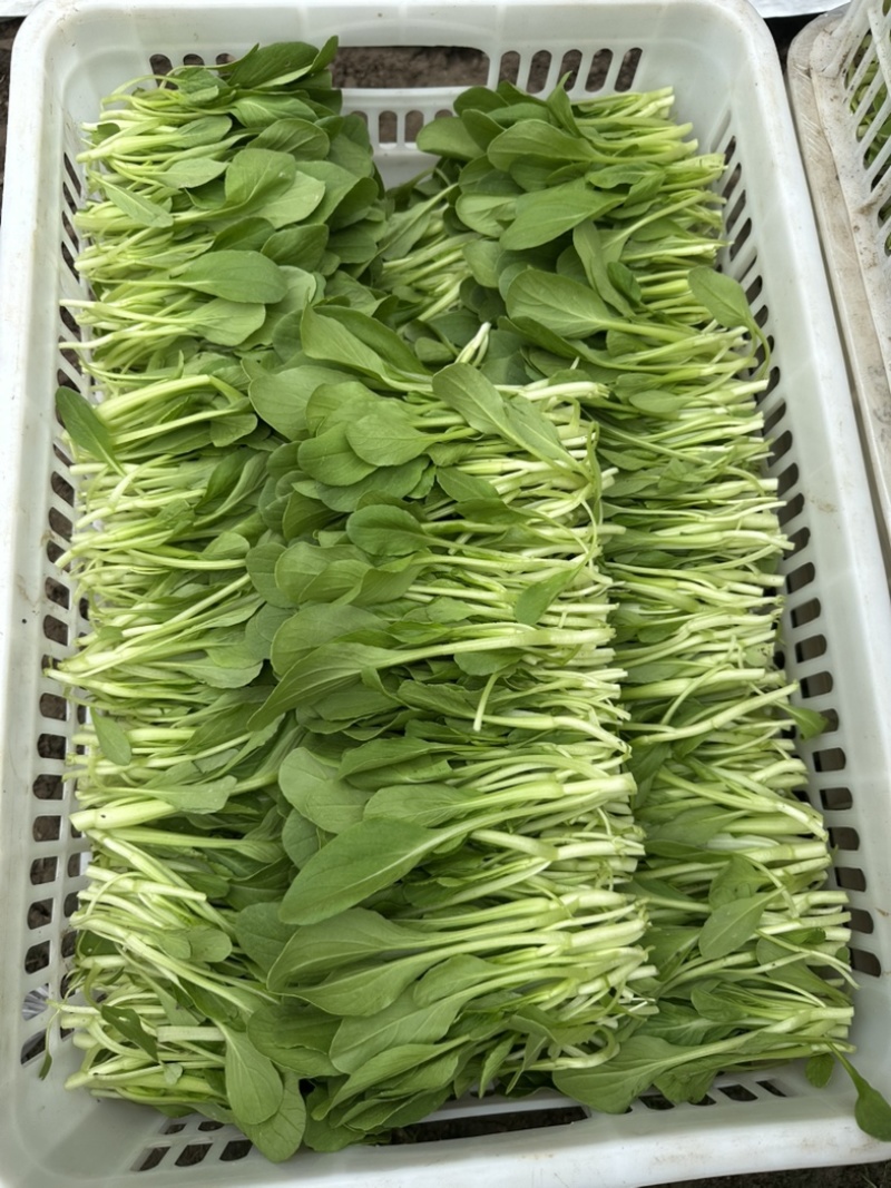 鸡毛菜，