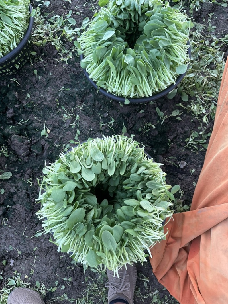鸡毛菜，