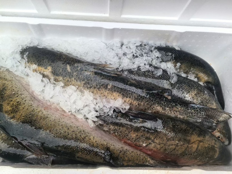 【热卖】青海龙羊峡冰鲜三文鱼原产地直发货源充足可预定