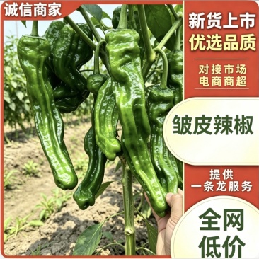 邹皮辣椒鲜辣椒薄皮青椒基地直发对接各大市场商超