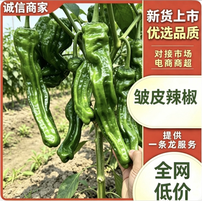 邹皮辣椒鲜辣椒薄皮青椒基地直发对接各大市场商超