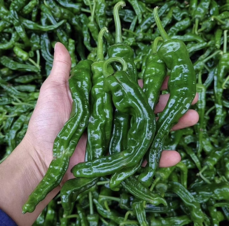 邹皮辣椒鲜辣椒薄皮青椒基地直发对接各大市场商超
