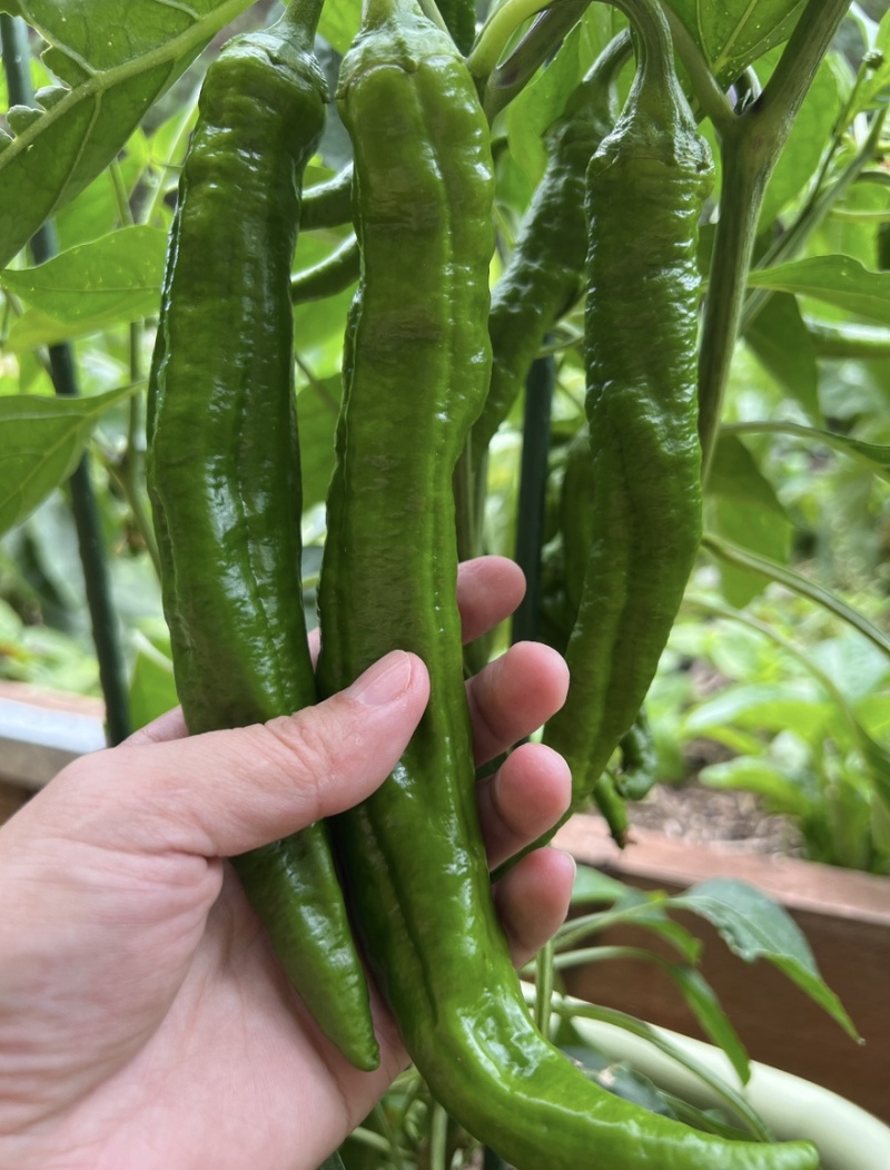 邹皮辣椒鲜辣椒薄皮青椒基地直发对接各大市场商超