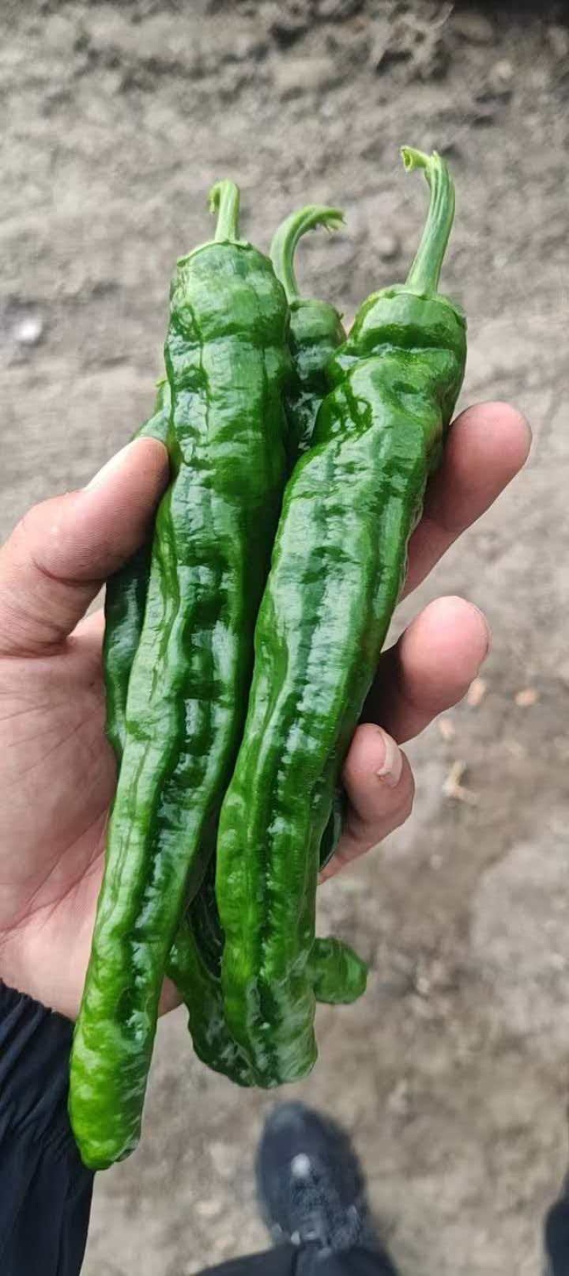邹皮辣椒鲜辣椒薄皮青椒基地直发对接各大市场商超