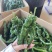邹皮辣椒鲜辣椒薄皮青椒基地直发对接各大市场商超