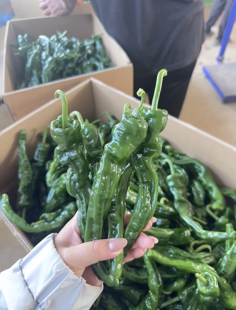 邹皮辣椒鲜辣椒薄皮青椒基地直发对接各大市场商超