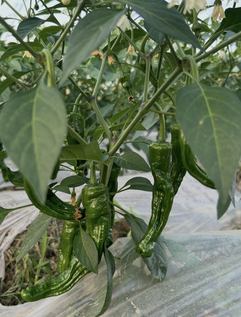邹皮辣椒鲜辣椒薄皮青椒基地直发对接各大市场商超