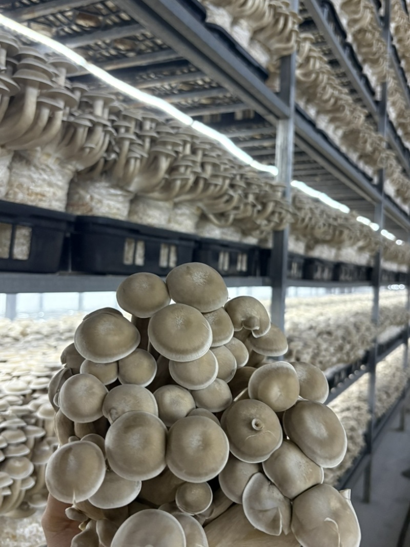 干鹿茸菇、新鲜鹿茸菇