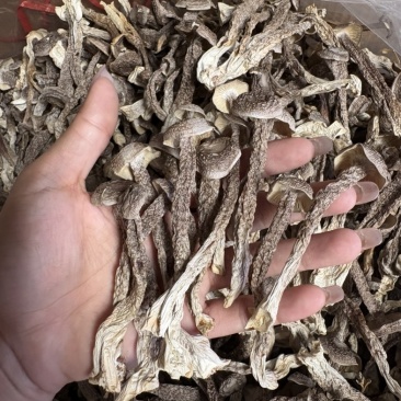 干鹿茸菇、新鲜鹿茸菇