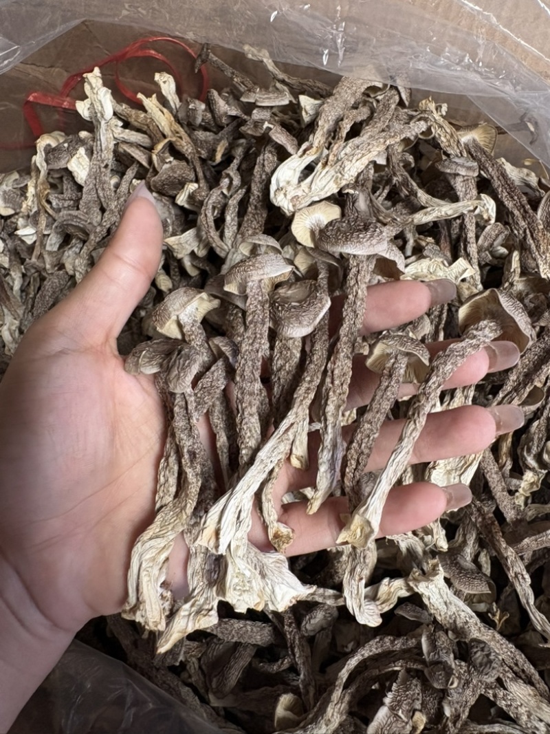 干鹿茸菇、新鲜鹿茸菇