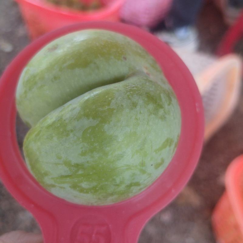 贵州镇宁蜂糖李