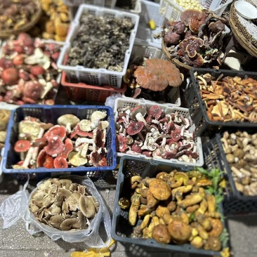 云南普洱产地代收野生菌新鲜与干货质量保证长期合作