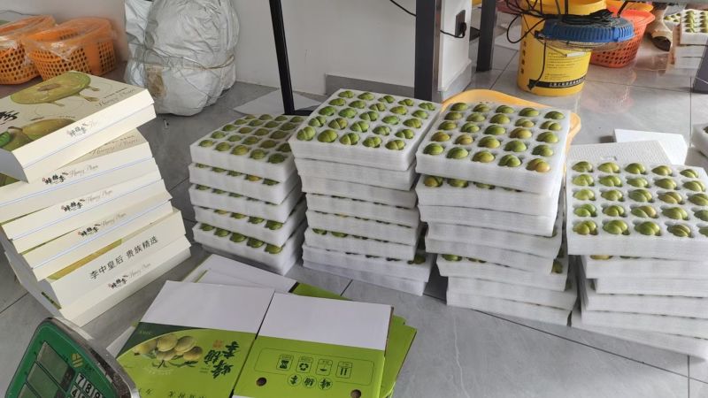贵州镇宁蜂糖李