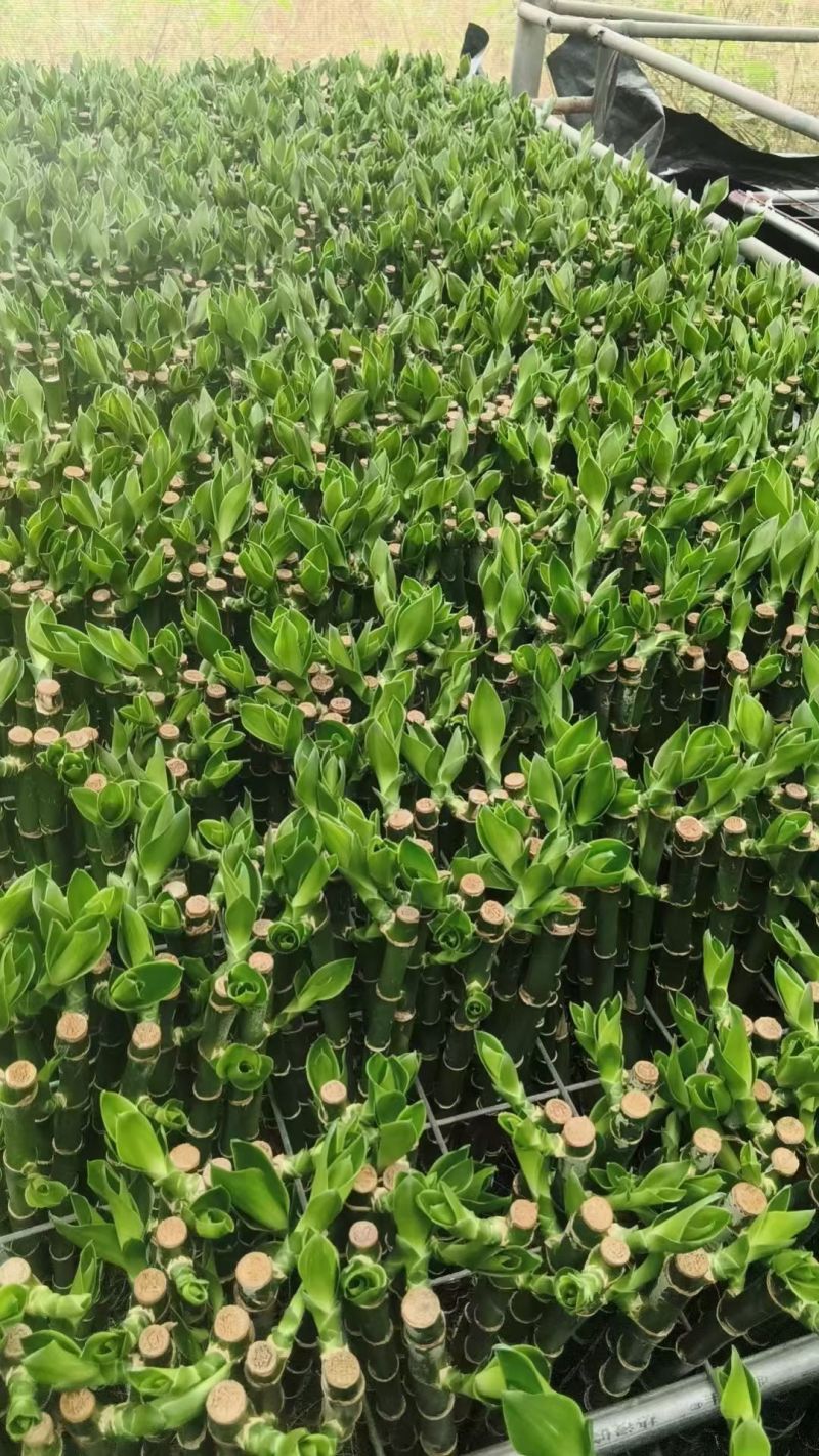 开运竹带根富贵竹水培植物易养活