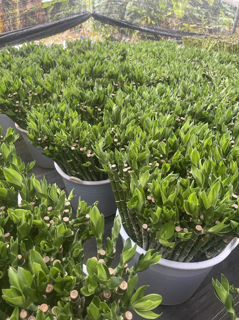 开运竹带根富贵竹水培植物易养活