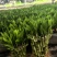 开运竹带根富贵竹水培植物易养活