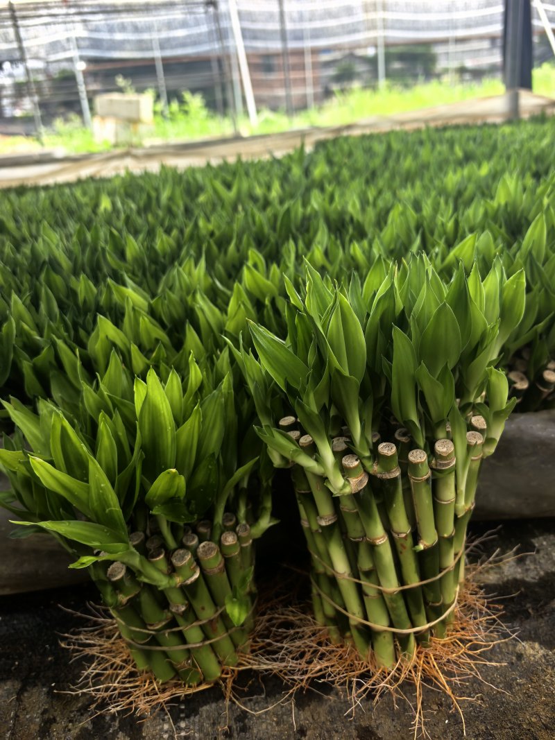 开运竹带根富贵竹水培植物易养活