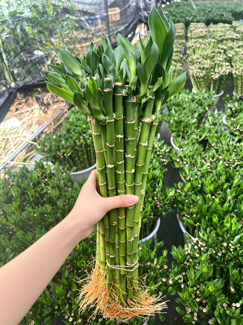 开运竹带根富贵竹水培植物易养活