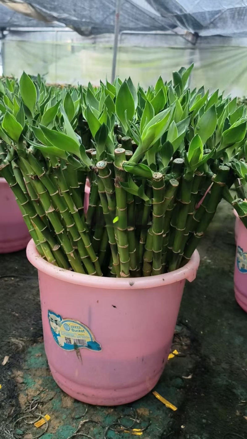 开运竹带根富贵竹水培植物易养活