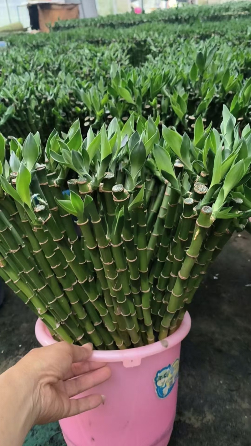 开运竹带根富贵竹水培植物易养活