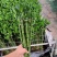 开运竹带根富贵竹水培植物易养活