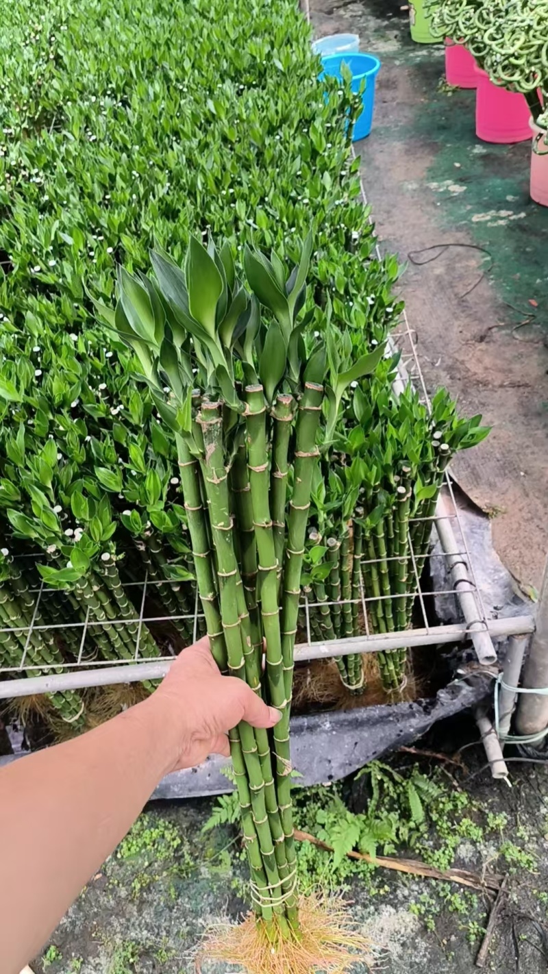 开运竹带根富贵竹水培植物易养活