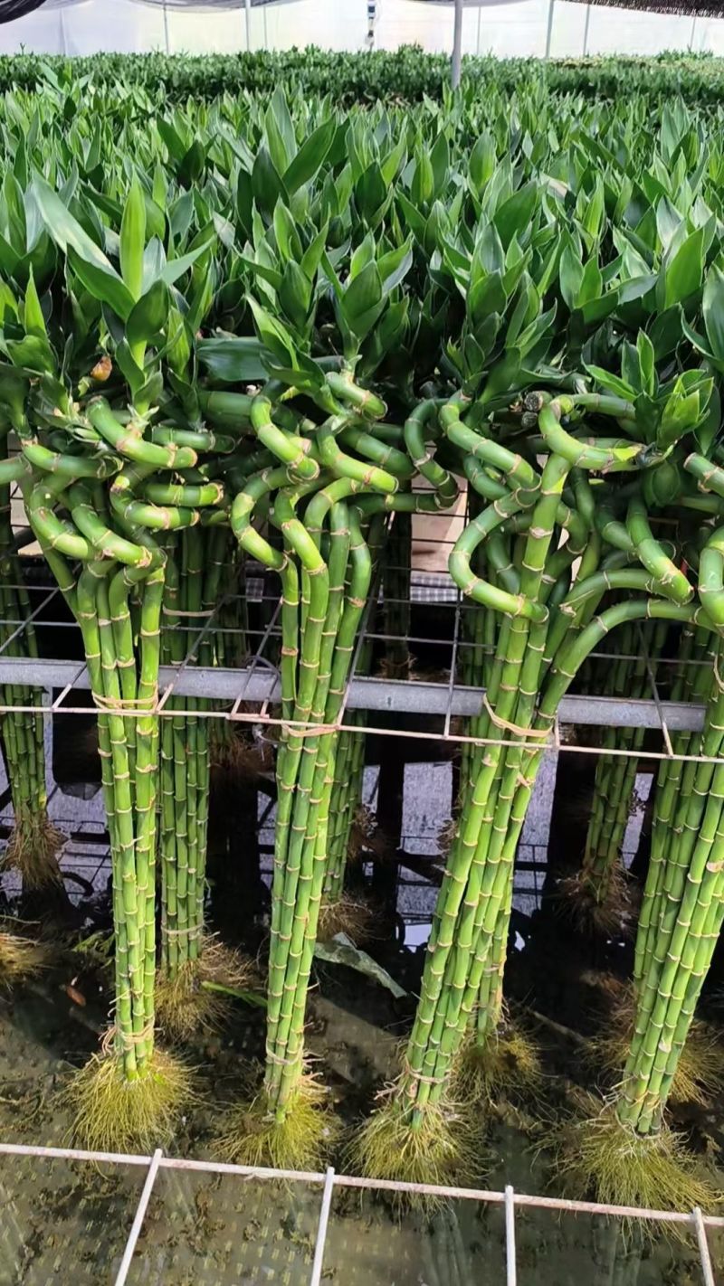 转运竹带根水培绿植办公桌小盆栽水养