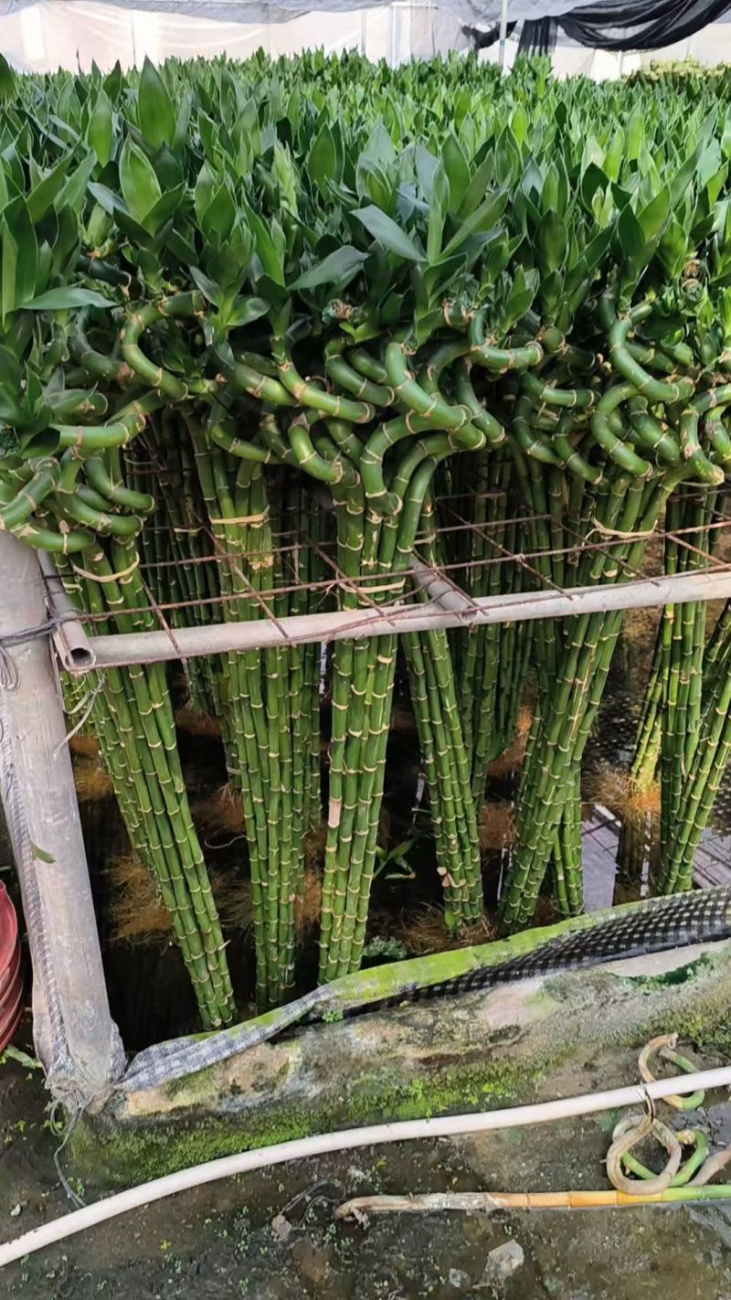 转运竹带根水培绿植办公桌小盆栽水养