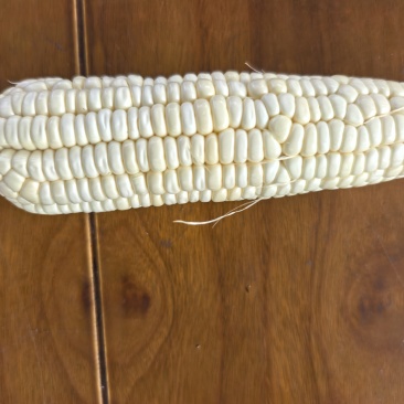 甜糯玉米