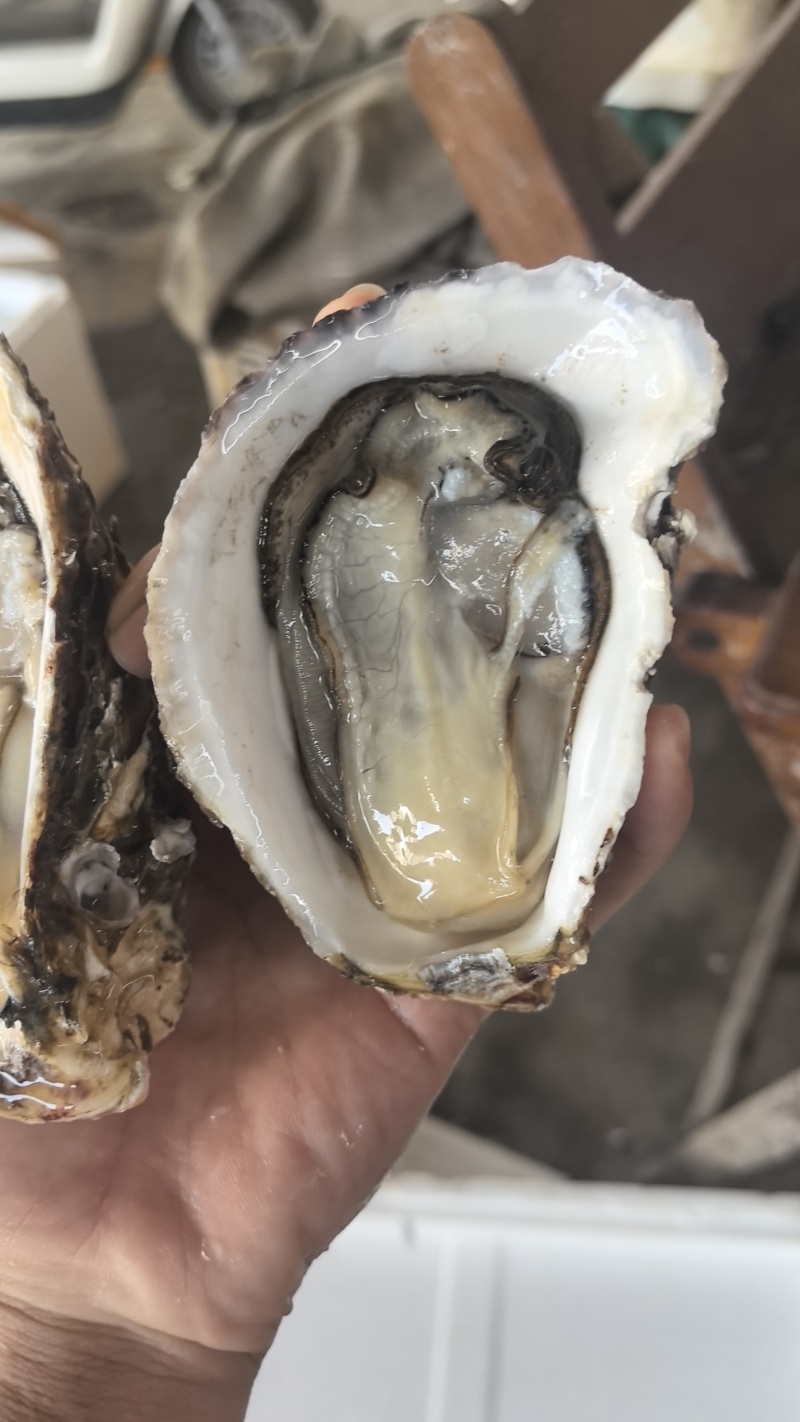 湛江三倍体规格:豆，1+，1.5+，2+，2.5+