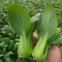 精品一夏油菜