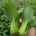精品一夏油菜