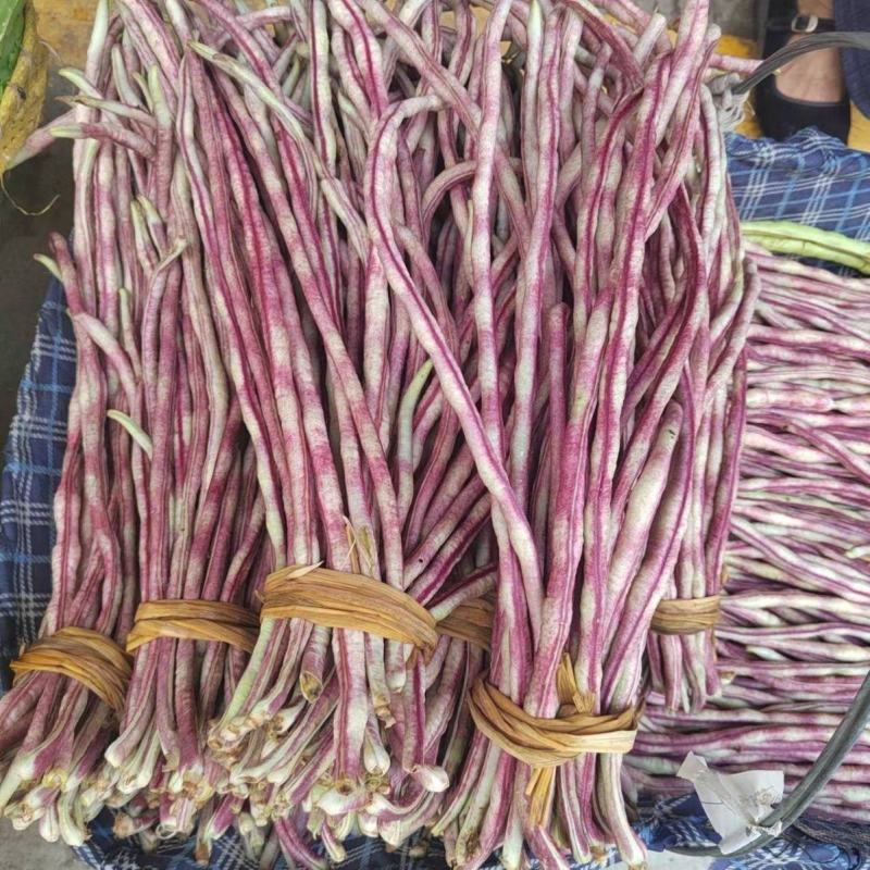 无穷花002中熟豹纹花豇豆种子边缘白色荚颜色随温度变