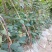 无穷花002中熟豹纹花豇豆种子边缘白色荚颜色随温度变