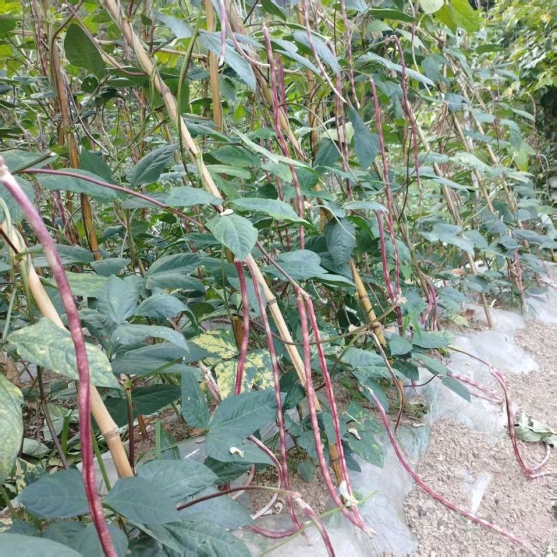 无穷花002中熟豹纹花豇豆种子边缘白色荚颜色随温度变