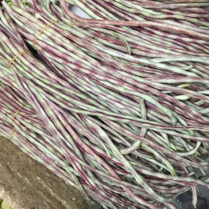 无穷花002中熟豹纹花豇豆种子边缘白色荚颜色随温度变