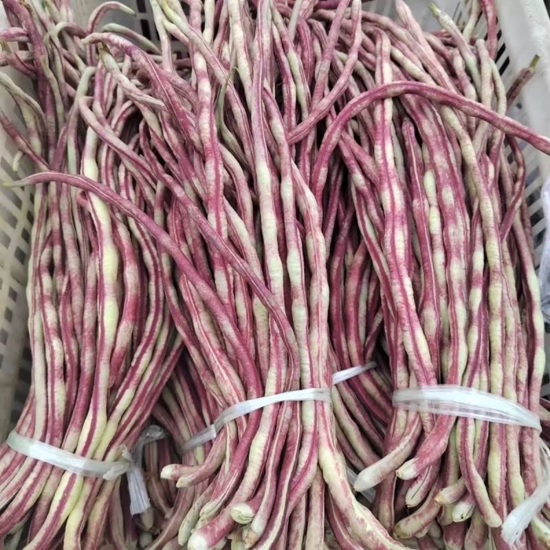 无穷花002中熟豹纹花豇豆种子边缘白色荚颜色随温度变